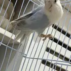 للبيع ذكر روز محلل