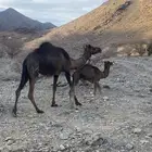 خلفه