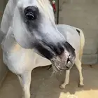 حلاقه الخيل