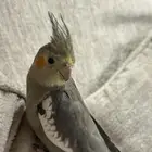 كروان كوكتيل للبيع