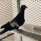 حمام شامي