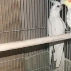 ذكر كروان لاتينو ابيض
