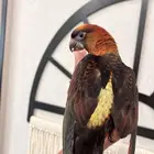 لوري دوسكي الليف حمامه هدد نشبه نهاية غر