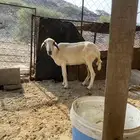 نعجه جامع للبيع