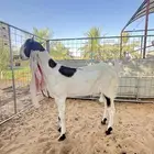 للبيع جفره جذعه