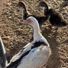بط مسكوفي مع فروخها