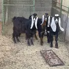 ماعز
