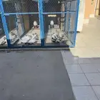 حمام باكستاني