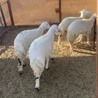 رخال للبيع. تم البيع