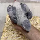 فرخ كاسكو انتاج محلي طفره