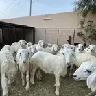طليان