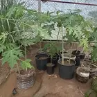 عنبرود شتلات للبيع