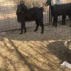 جفار حيل شرط