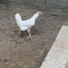 للبيع دجاج بلدي