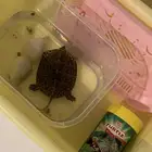 سلحفاه للبيع 40 ريال مع البيت و الاكل