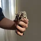 السنجاب الطائر شوقر قلايدر