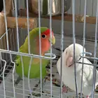 روز جوز منتج شرط وحد ليف