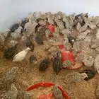 صوص سمان الكميات مفتوحة