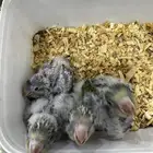 للبيع فروخ كويكر