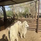 طليان فاخره مهجنه حري على نعيمي
