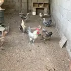 دجاج مشكل بياض