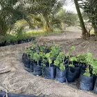 شتلات عنب بناتي وامريكي للبيع