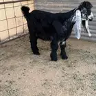 تيس عارضي