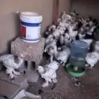 دجاج ابراهما