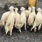 خرفان حريه