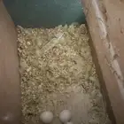 زوج هوقو منتج