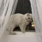 قطه مفقوده ضائعه