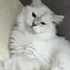 قط قطط للتبني بسعر رمزي سكوتش مع هملايا أليف