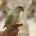 كنيور كريمي دييلوت اليف جدا