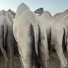 قعدان سواكن صوماليه شحم فل وجبره جذعان الموقع القصيم عنيزه