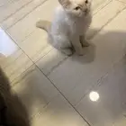 قط للتبني   عمره 3 اشهر ذكر