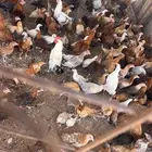صوص
