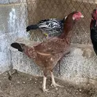 دجاجه باكستاني