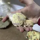 للبيع فروخ روز للغر