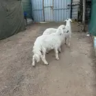 ثلاث خرفان سمان