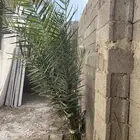 نخل للبيع شتلات