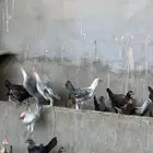 فراريج فيومي