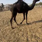 قعود