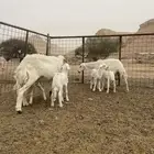 حريات متابيع 2معها 4