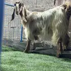 عنز دافع شرط سونار