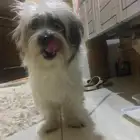 مالتيز