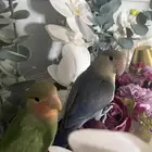 فرخين روز هدد داخلي