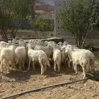 رخال