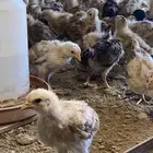 للبيع صيصان بلدي العمر شهر العدد 108