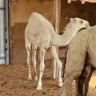 قعود لباني عمره خمس شهور الي ست شهور