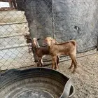 مشاريع فحول